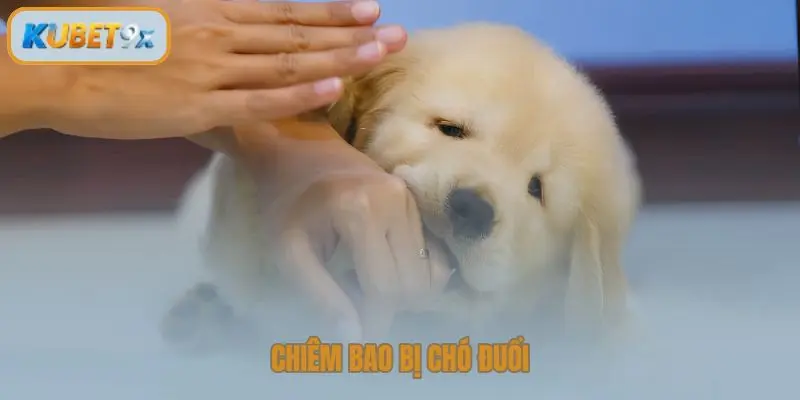Chiêm bao bị chó đuổi và cắn báo hiệu chủ nhân mộng mị đang gặp áp lực